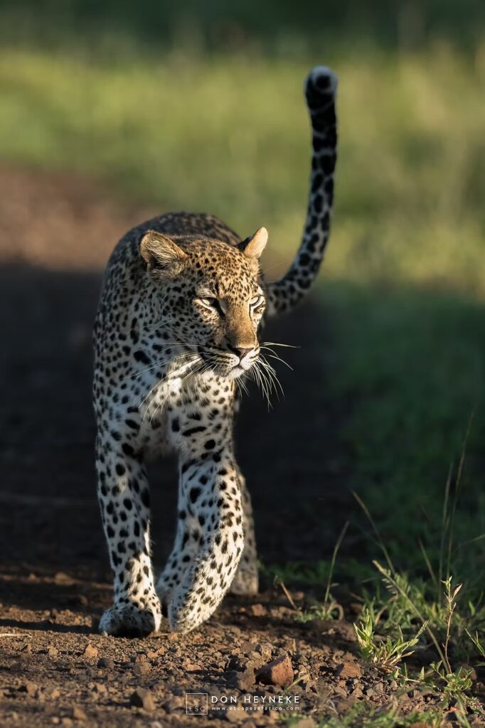 A leopard walking away with its tail raised