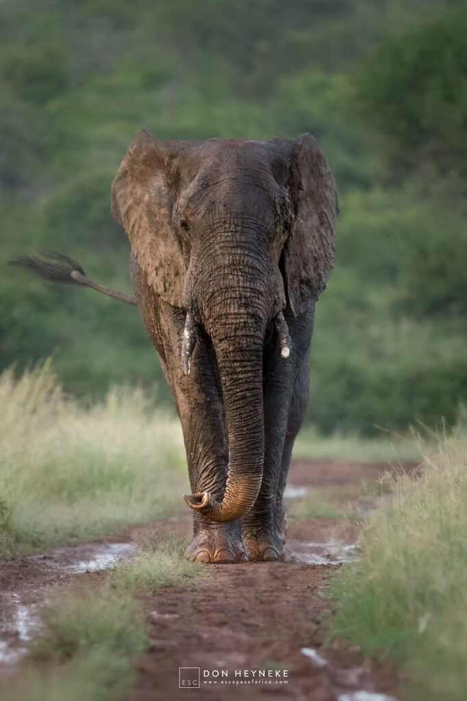An elephant walking down a wet road towards the vehicle