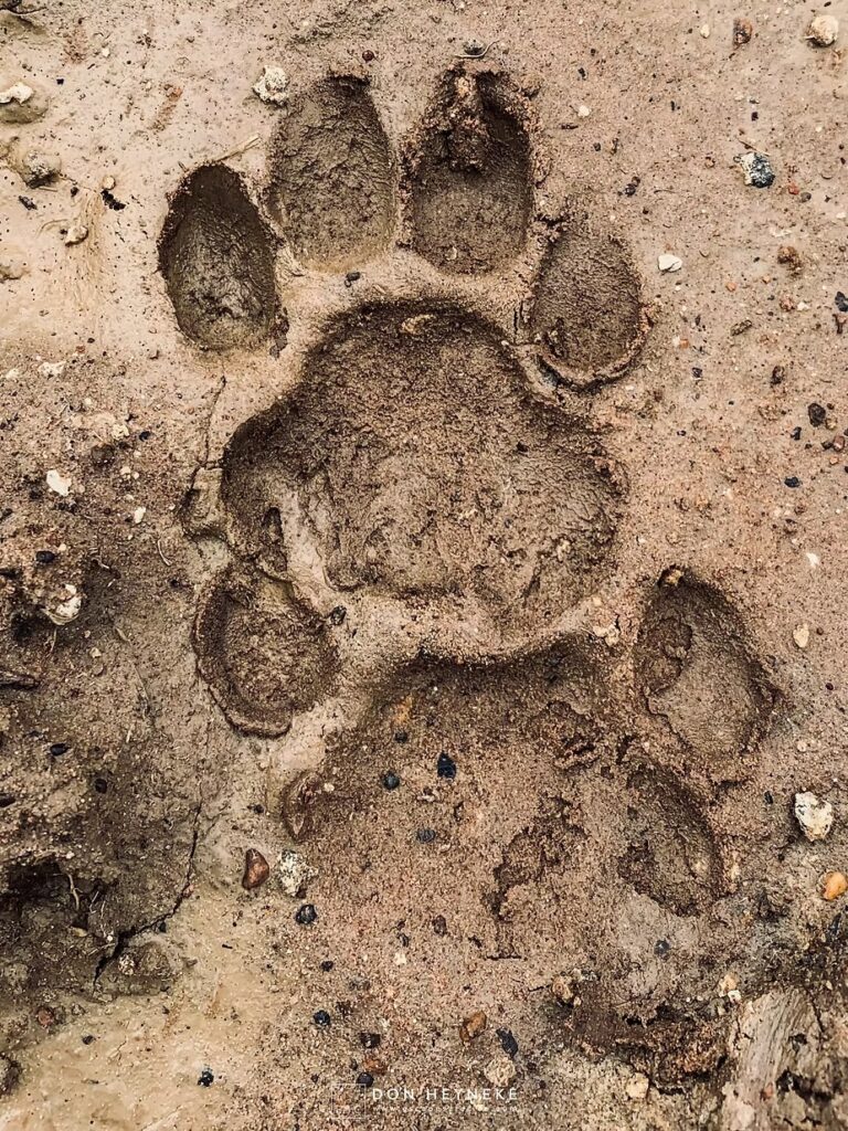 A lion track pressed into the sand beside a human footprint