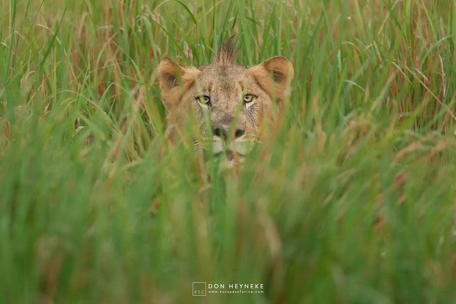A lion cub watching from the long green grass