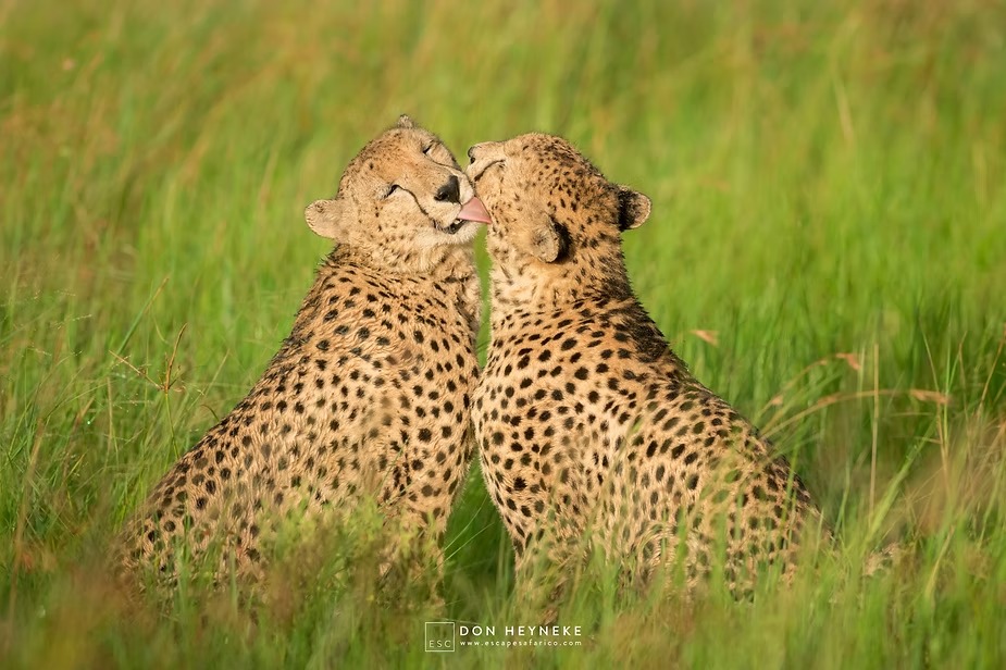 Two cheetahs greeting each other in the long grass at Phinda
