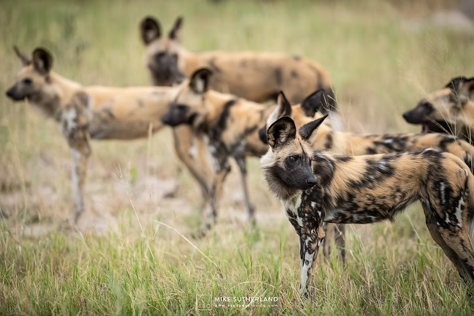 A pack of African wild dogs out in the grass in the Linyanti