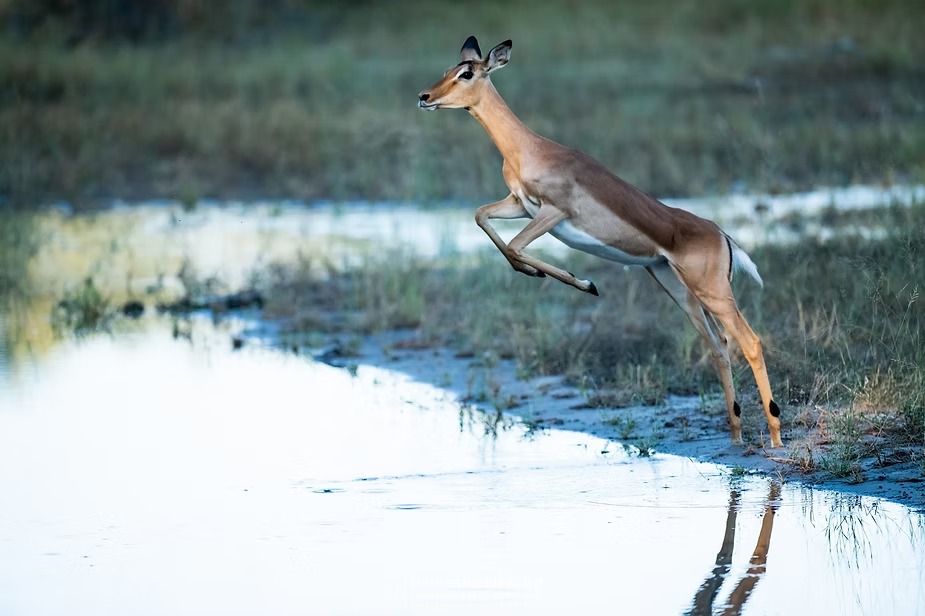 An impala leaping through shallow floodwater