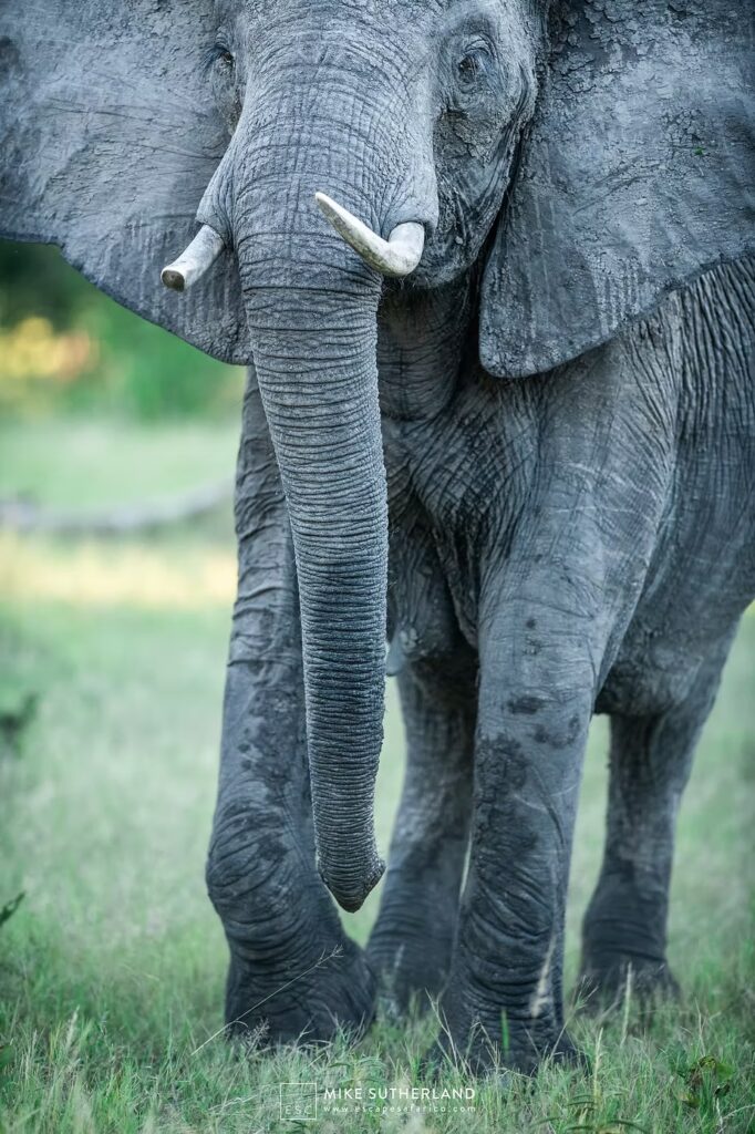 A bull elephant standing square on in green grass