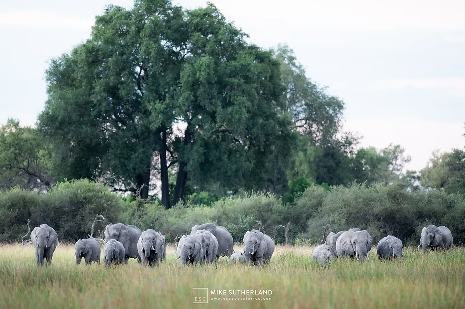 An elephant herd feeding beneath a large riverine tree in the Linyanti