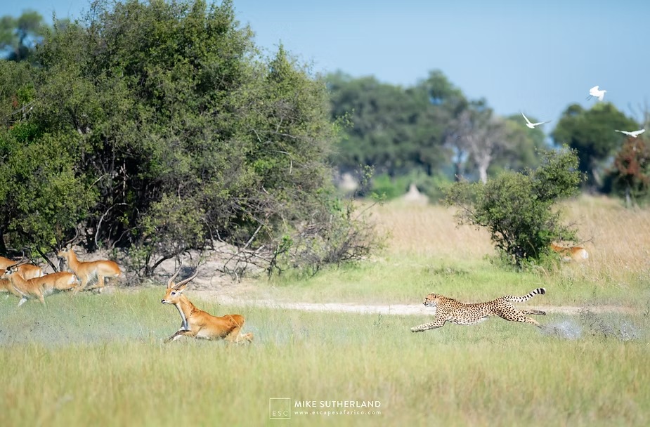 A cheetah running down an impala across the open floodplain