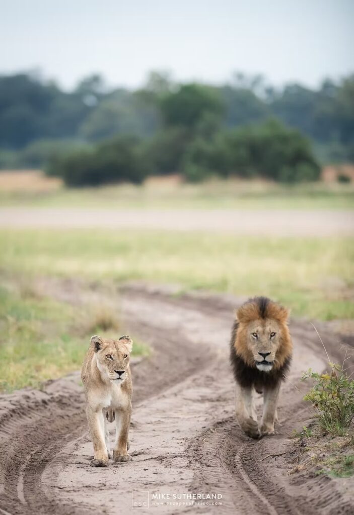 A lion and lioness walking down the track towards the vehicle