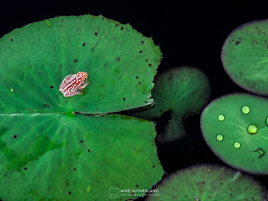A painted reed frog on a lily pad after dark
