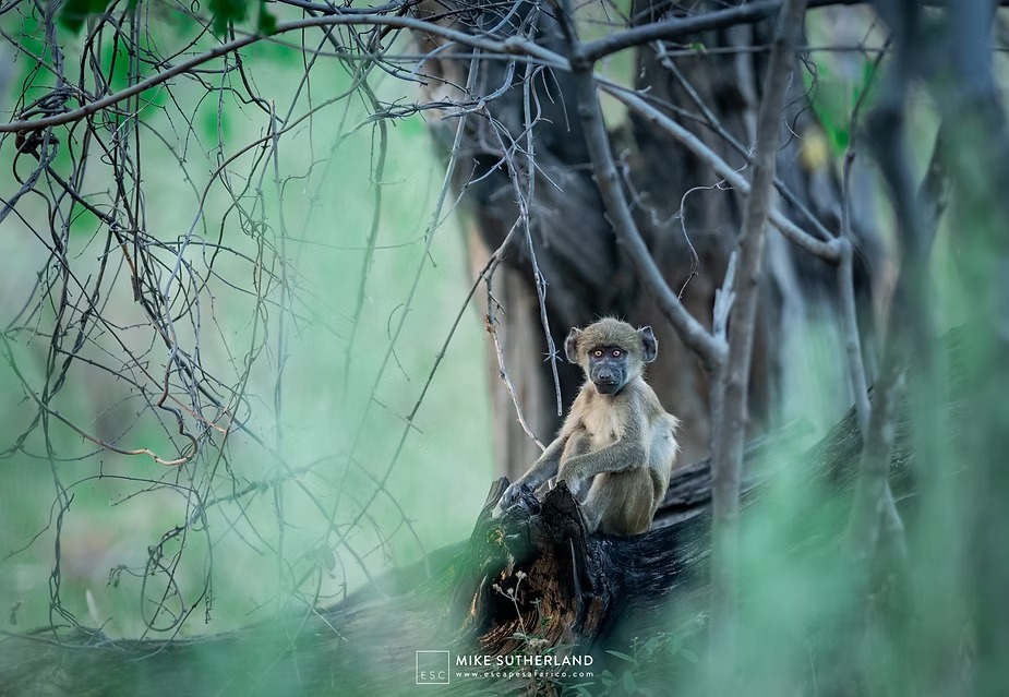 A vervet monkey in a tangle of riverine branches