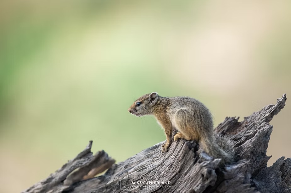 A tree squirrel on a fallen log