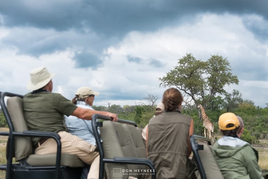The family watching a giraffe from an open game vehicle