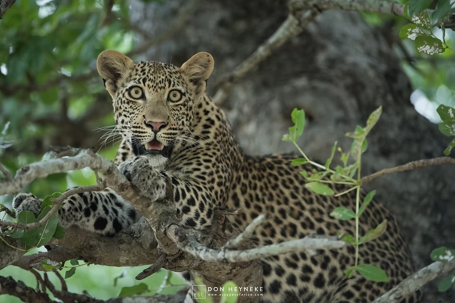 A leopardess in thick green bush