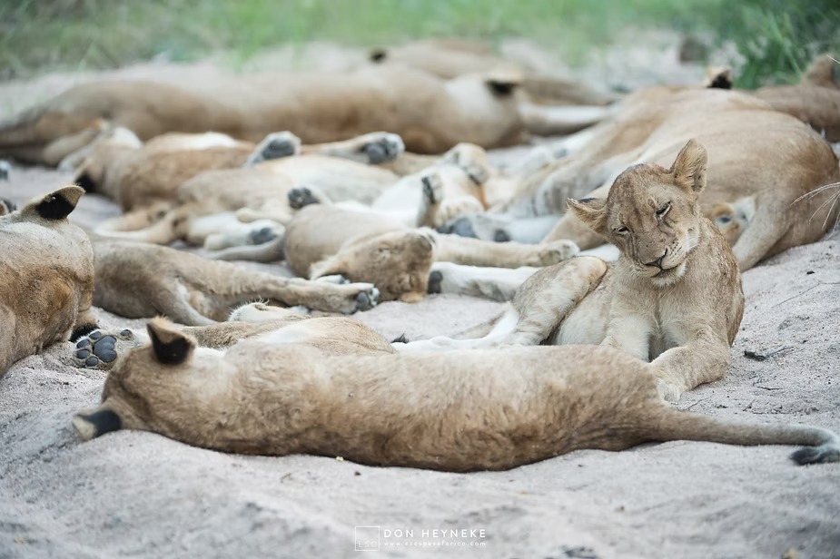A lion pride of 20 lions asleep in a heap on the sand