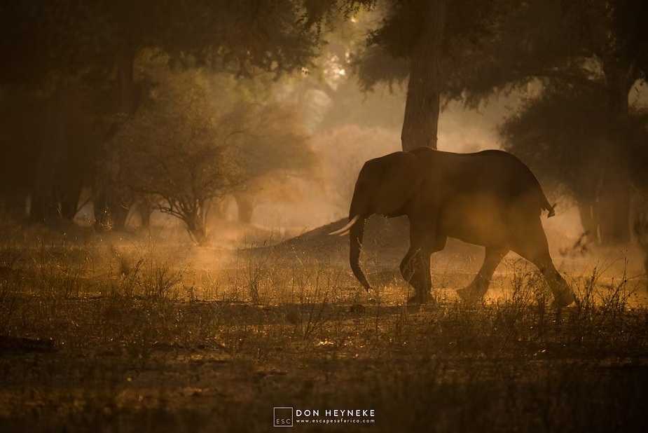A bull elephant walking through backlit dust at the end of the day