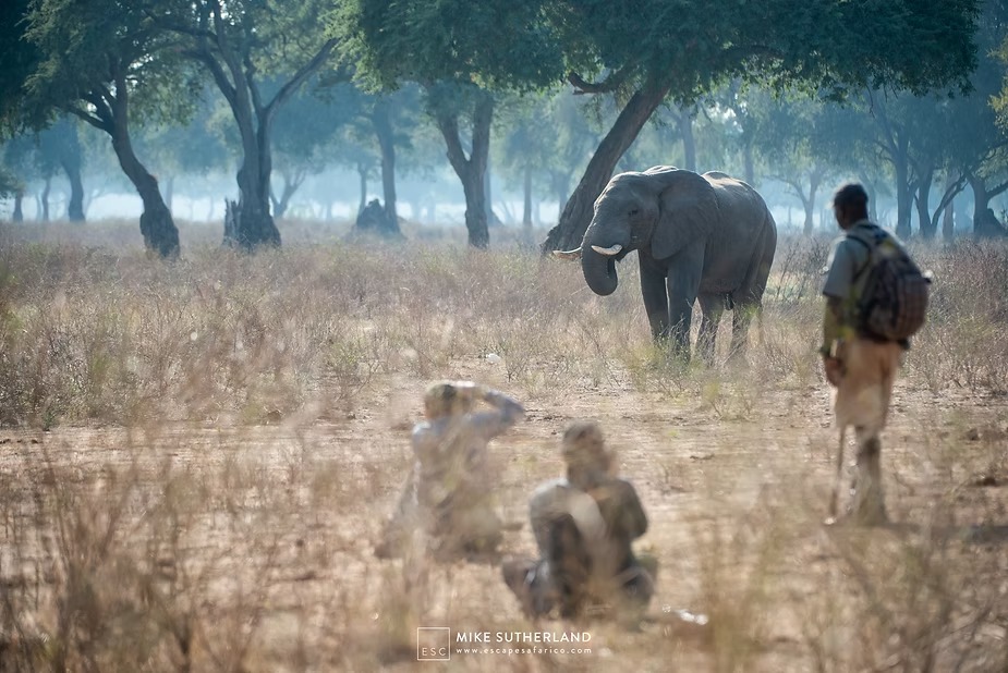 A guide leading guests on foot towards an elephant feeding in mopane woodland