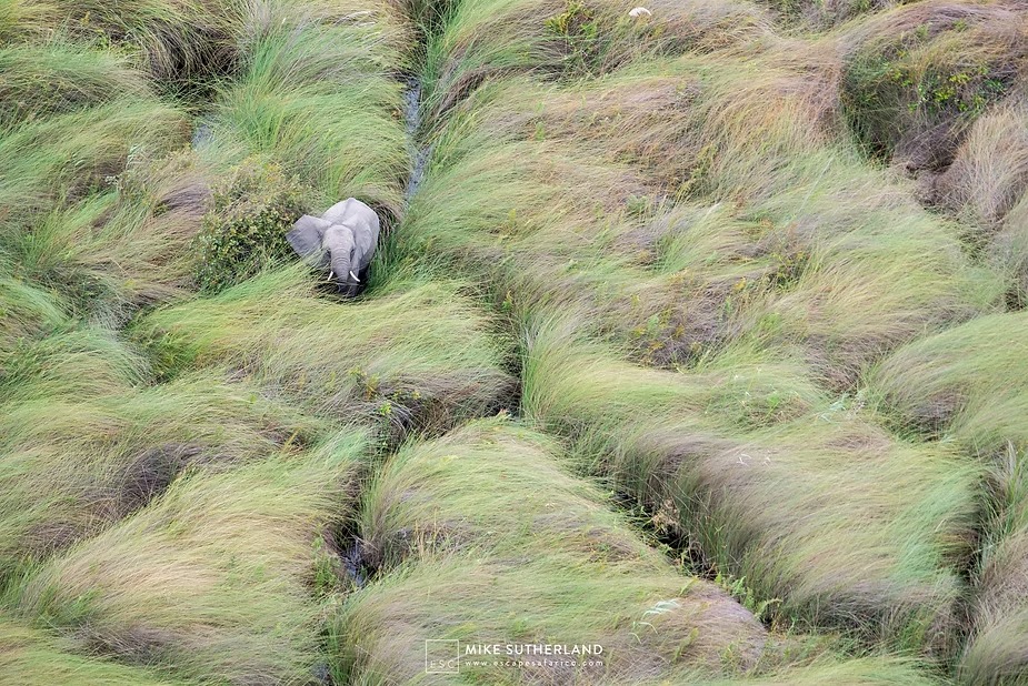 A lone elephant seen from above, moving through bright green floodplain grass