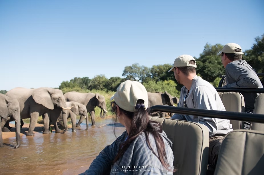 Guests in an open vehicle as an elephant herd drinks alongside them