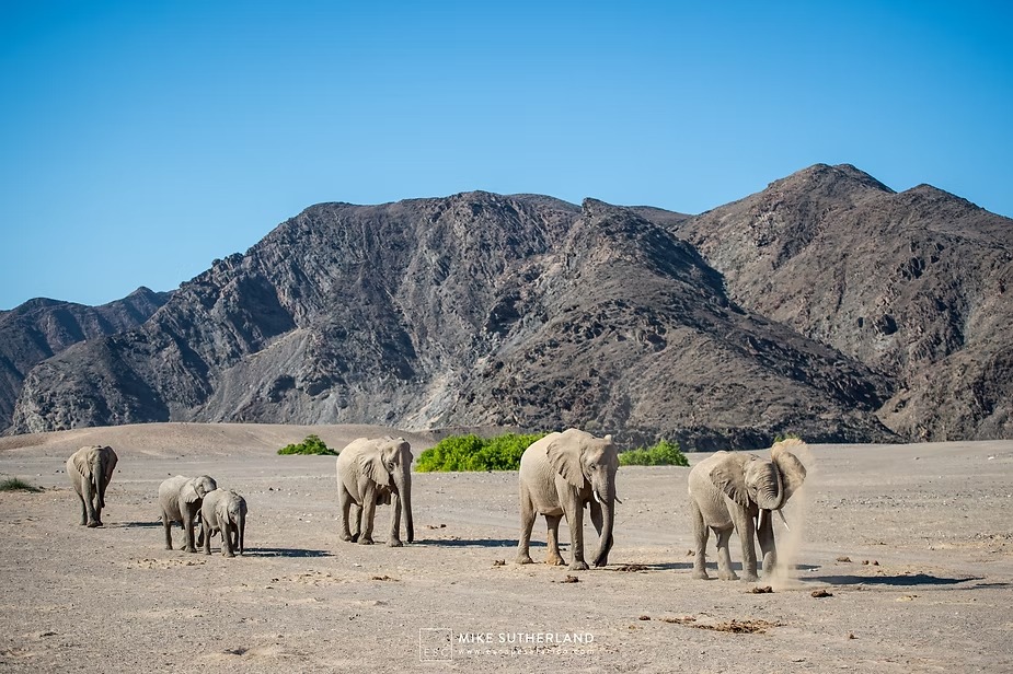 Desert-adapted elephants walking a dry riverbed below the rocky hills of Damaraland