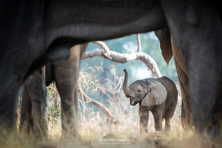 An elephant calf sheltering between its mother's legs