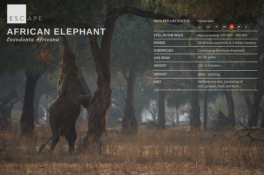 African elephant fact card: Loxodonta africana, listed as vulnerable, with range, lifespan and diet