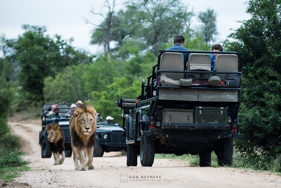 Two male lions walking down a track past guests in parked safari vehicles