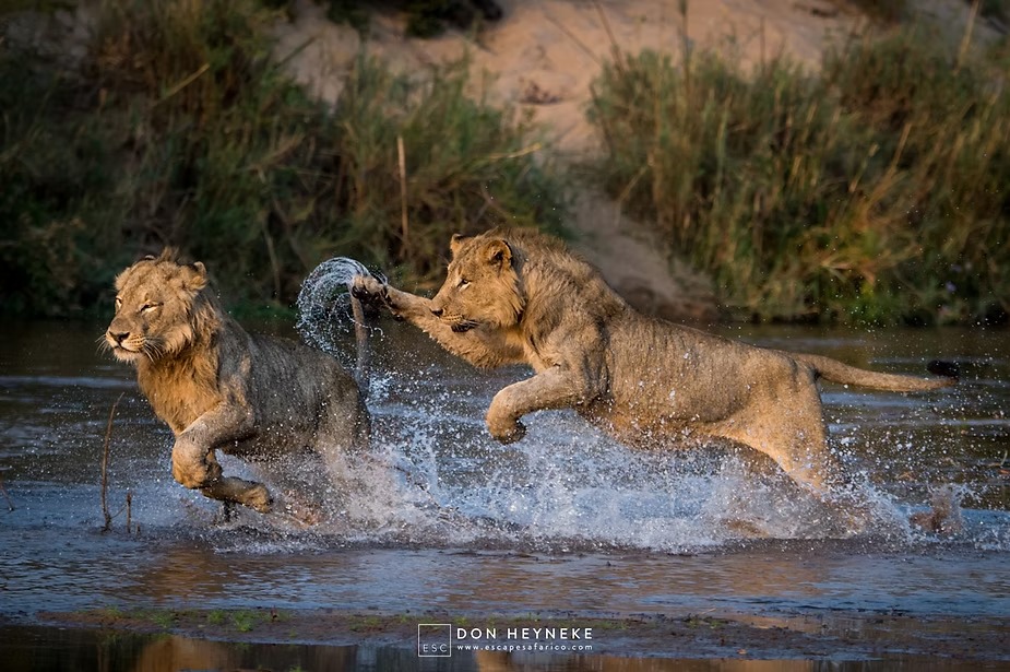 Two young lions charging through shallow water, spray flying