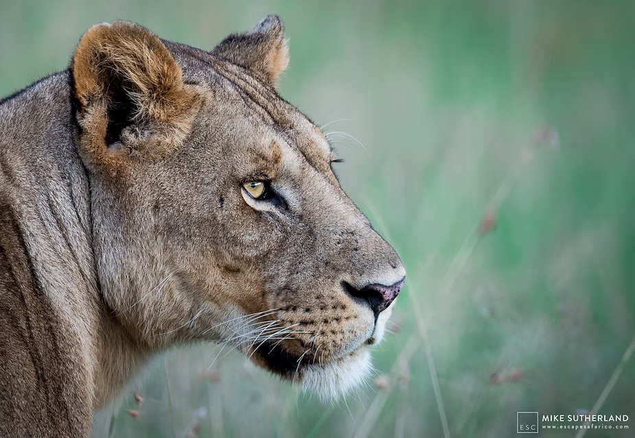 A lioness in profile against green summer bush