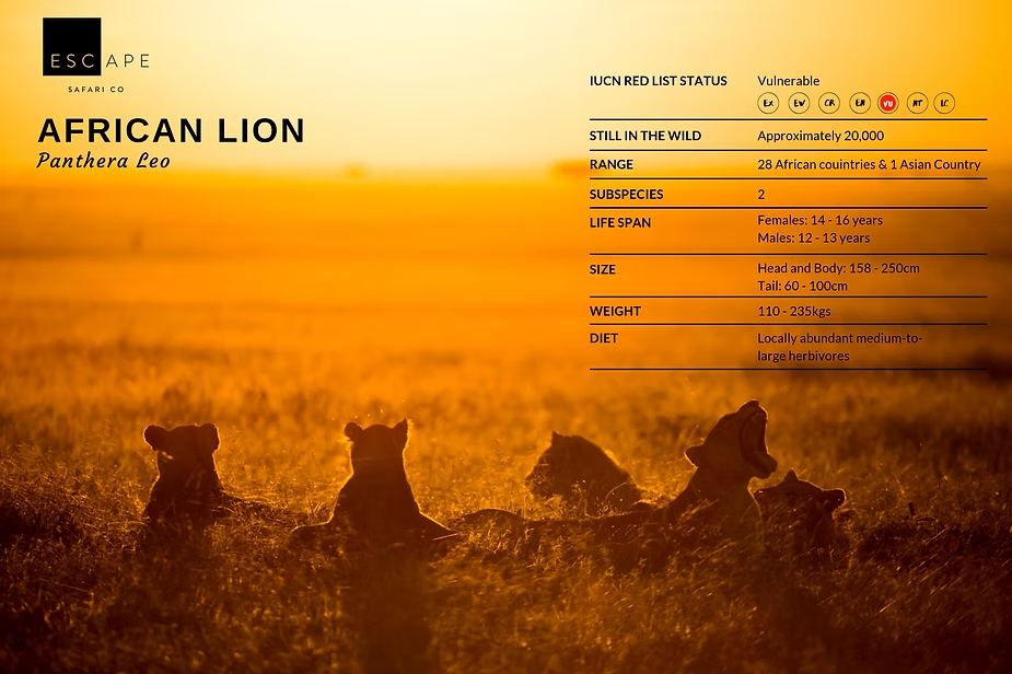 African lion fact card: Panthera leo, vulnerable, roughly 20,000 left across 28 African countries