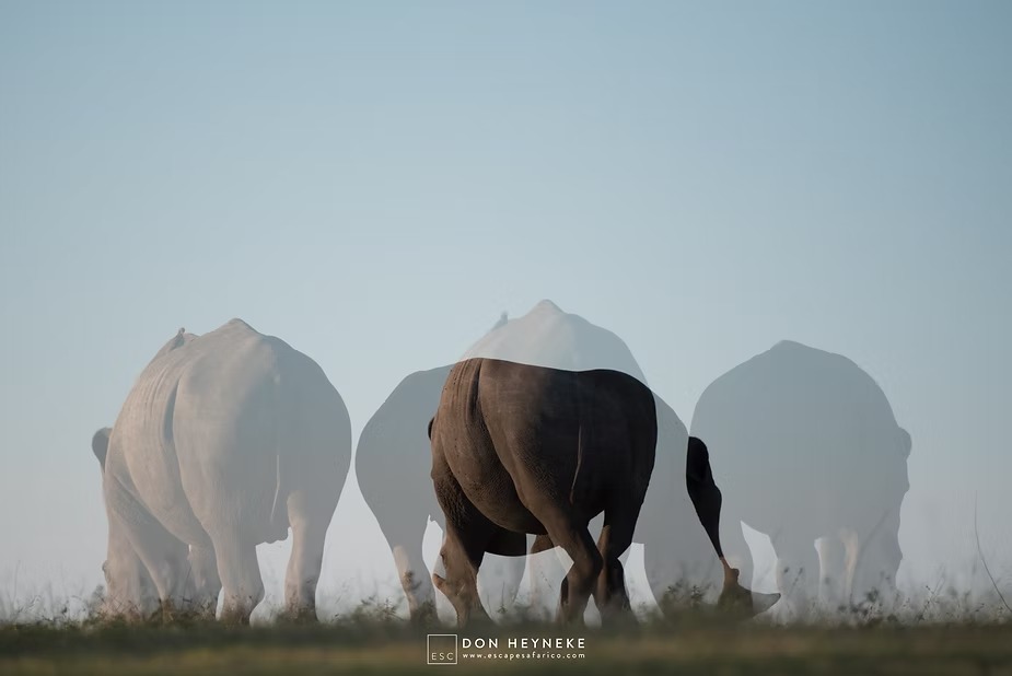 Three white rhinos walking away into the mist