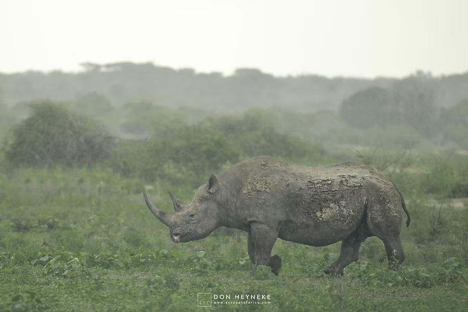 A white rhino standing in misty green bush