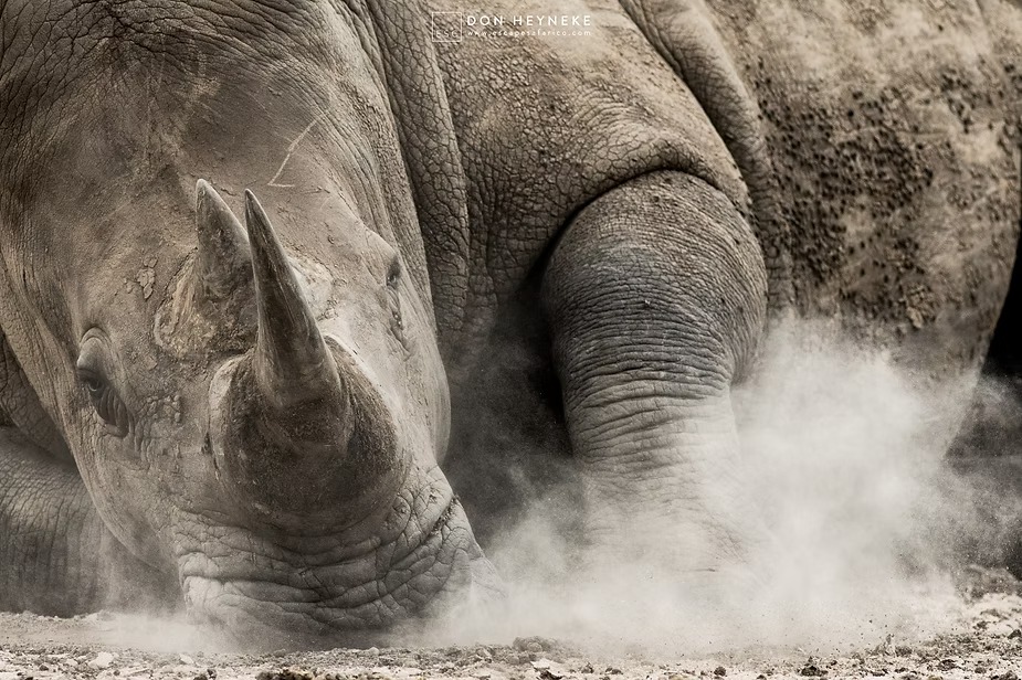 A white rhino kicking up dust, horn and shoulder filling the frame