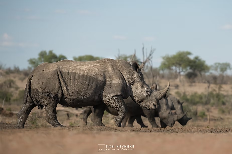 Two white rhinos moving through dry bush