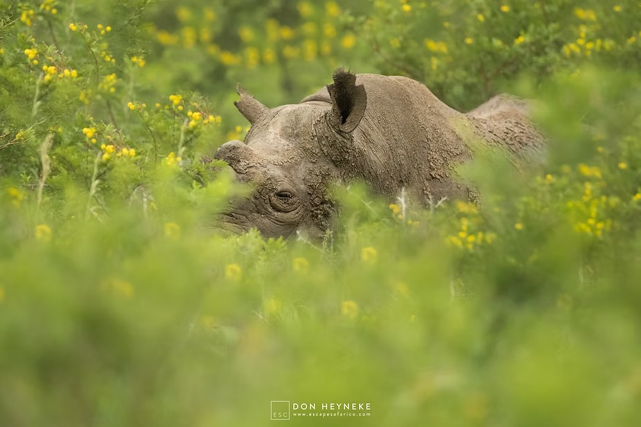 A white rhino resting in a field of yellow flowers after the rains