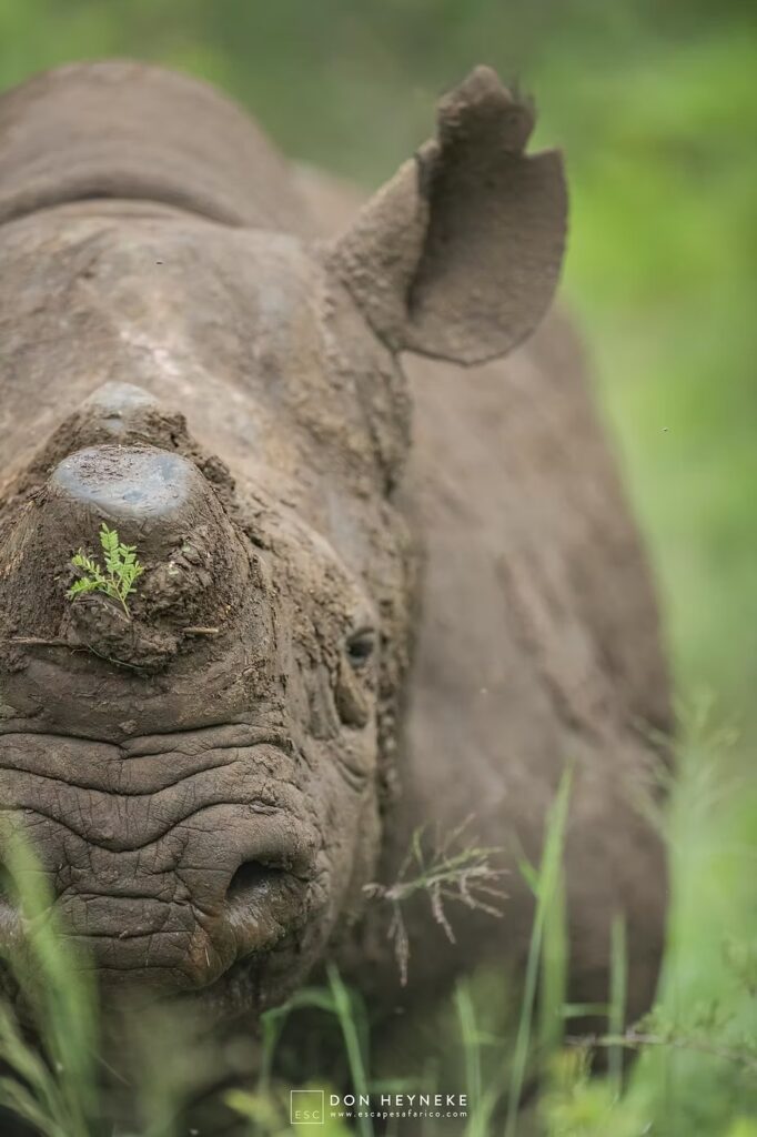 A young rhino watching from the long grass