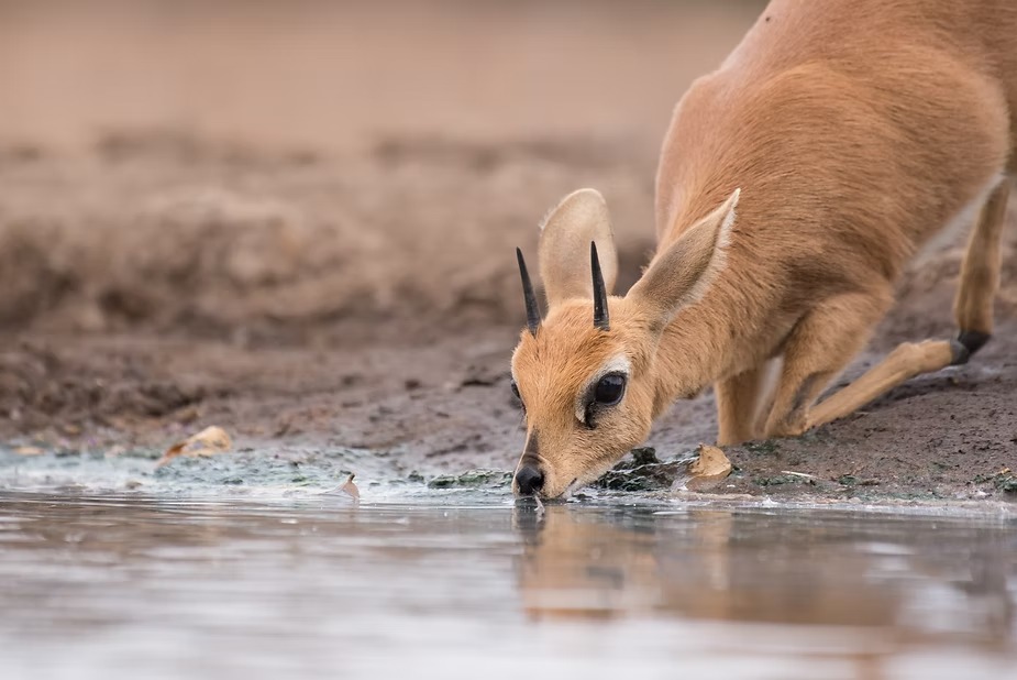 A steenbok drinking at the edge of a waterhole
