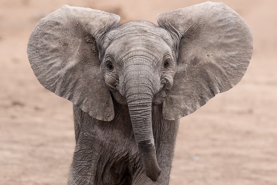 An elephant calf facing the camera with its ears spread wide
