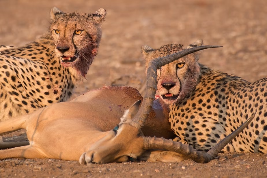 Two cheetahs at an impala kill at Mashatu