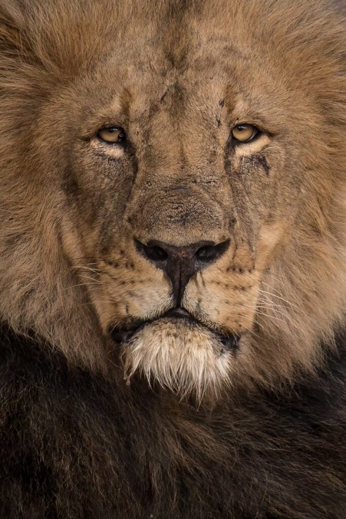 A male lion at Mashatu photographed against a dark background