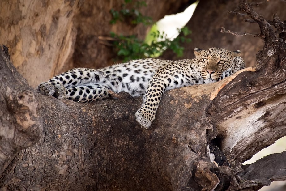 A leopard resting along a fallen log