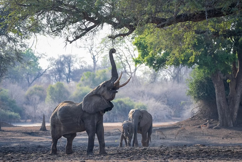 An elephant reaching up into the albida canopy at Mana Pools with a calf alongside