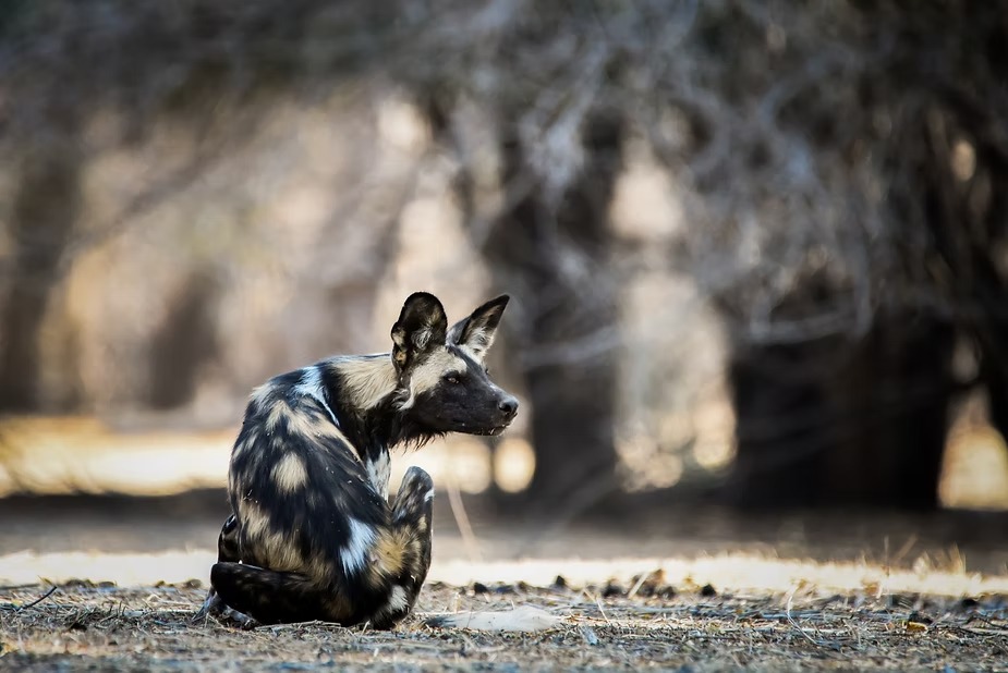 An African wild dog sitting out in the dry teak woodland of Hwange
