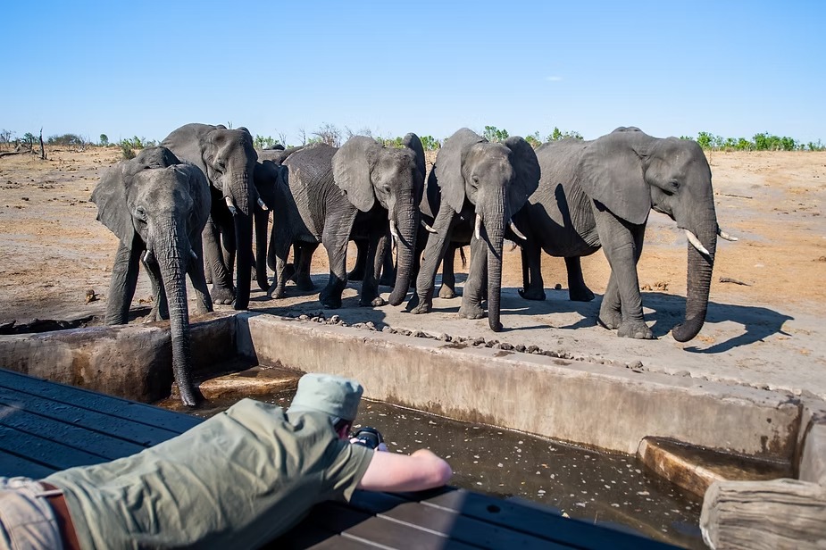Photographing from a sunken hide, level with elephants at the waterhole