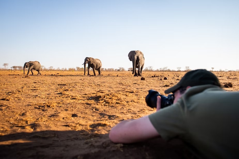 Lying flat on the pan to photograph elephants at eye level in Hwange