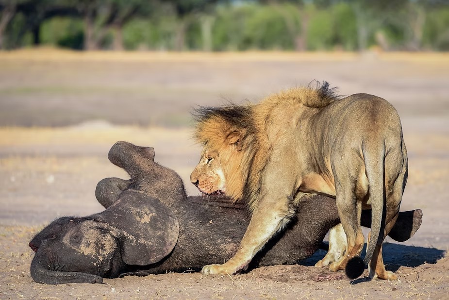 A male lion feeding on a buffalo carcass