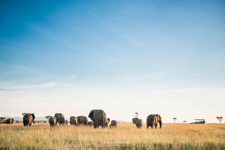 An elephant herd crossing golden plains
