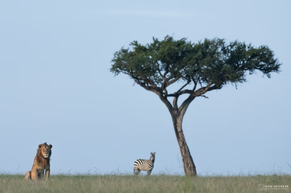 A lion and a zebra on the skyline beneath a lone acacia