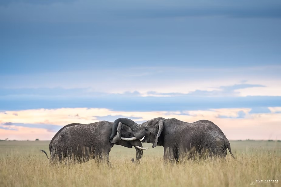 Two young bull elephants sparring on the plains at sunset