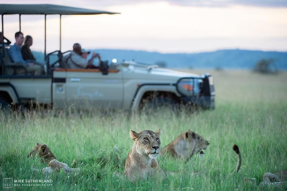 Guests watching lionesses at close range in long green grass