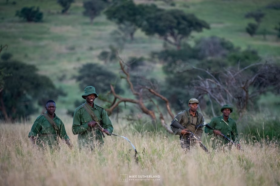 An anti-poaching team on patrol through long grass