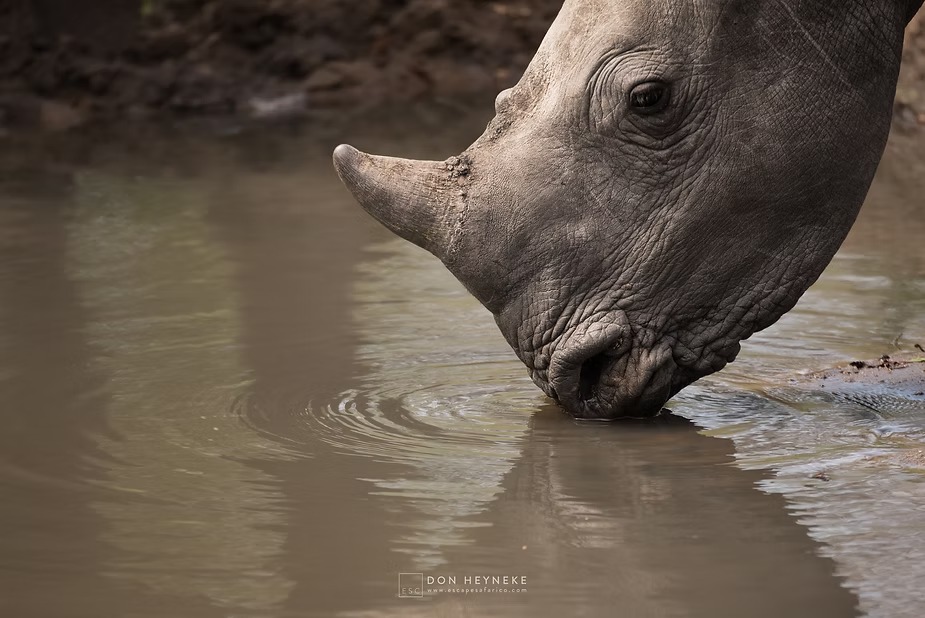 A white rhino drinking at the edge of a waterhole